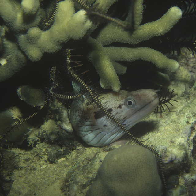 Gymnothorax margaritophorus